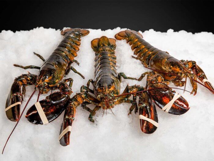 New-England-Wholesale-Fish-Lobster-Stuart-FL-Seafood-Wholesaler-maine-lobster-1-700x525