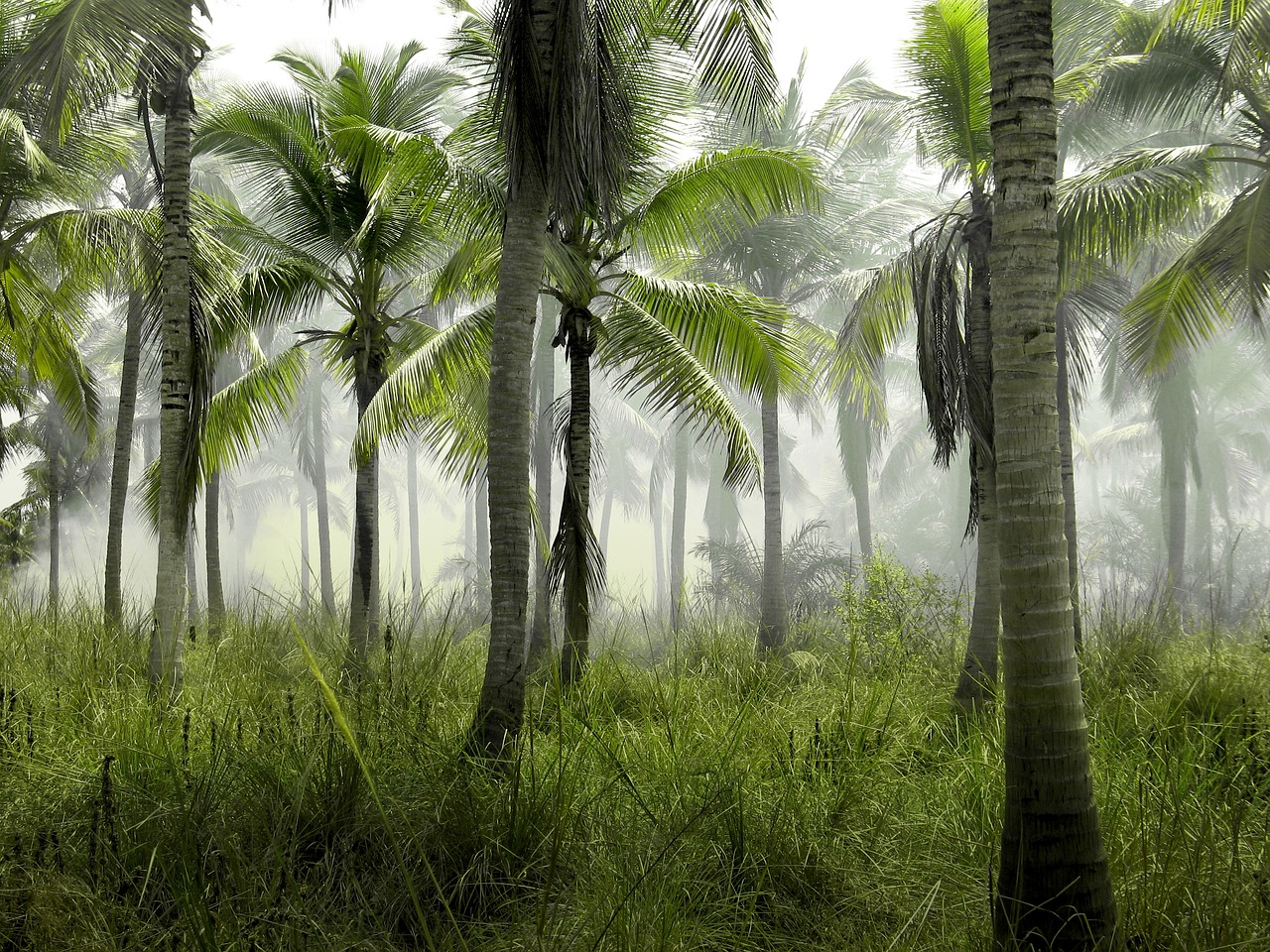 palm-trees-2621913_1280